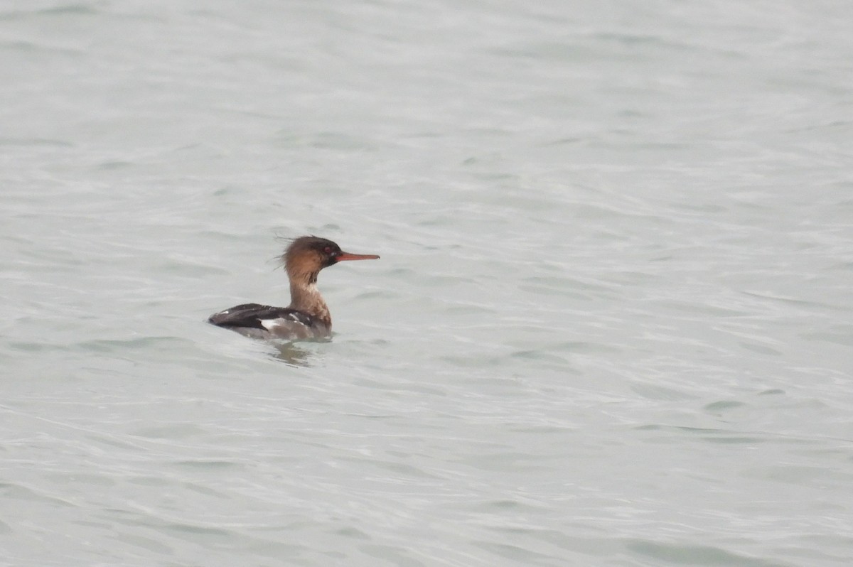 Red-breasted Merganser - ML645635086