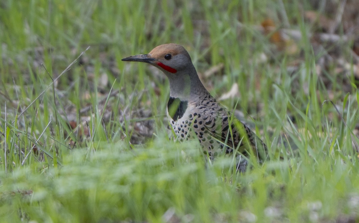 datel zlatý - ML645635088