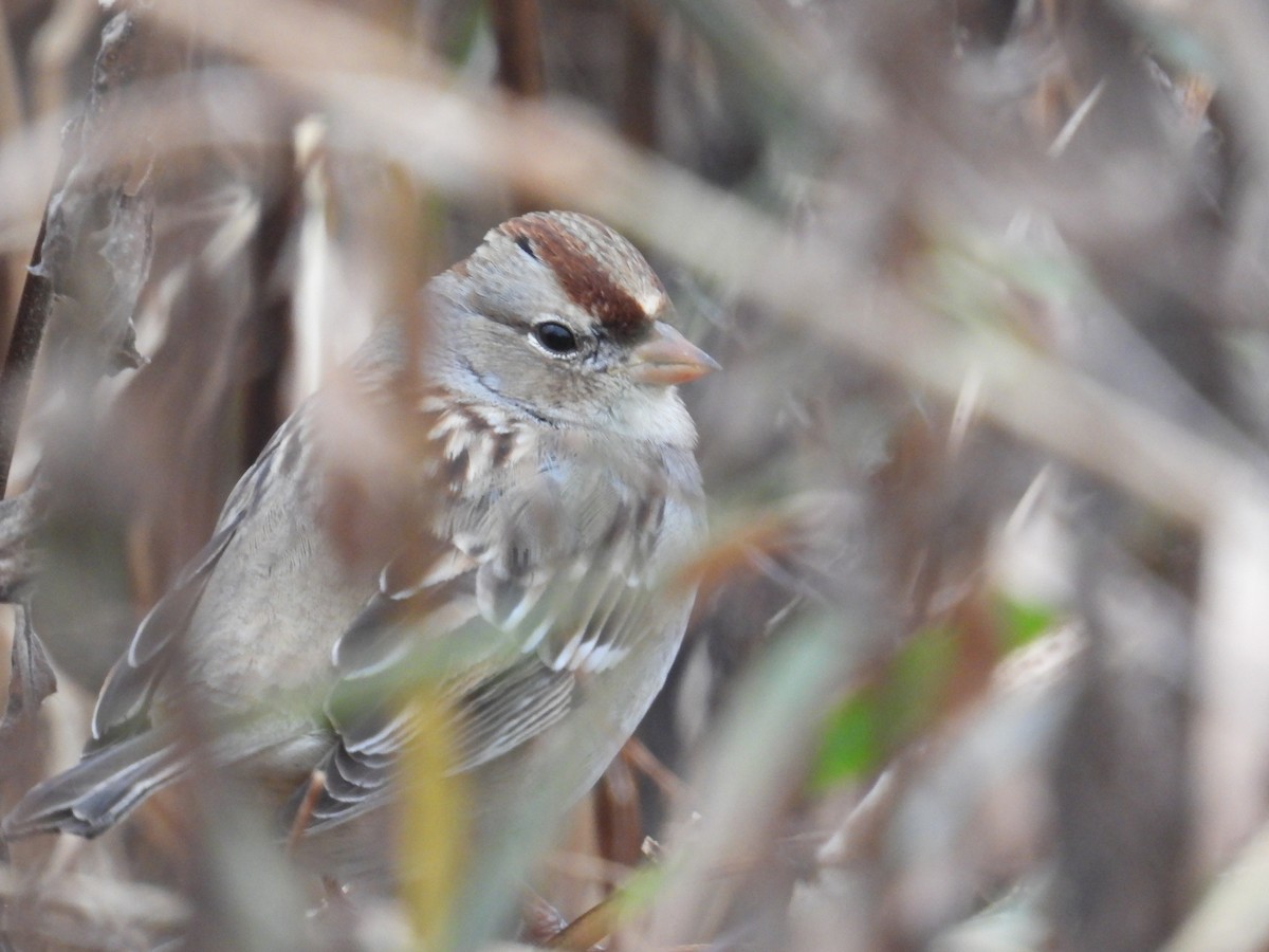 White-crowned Sparrow - ML645635093