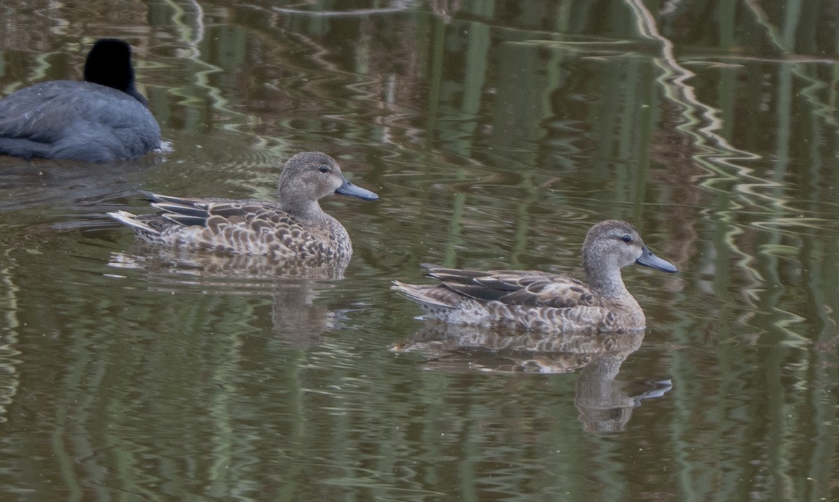 čírka modrokřídlá - ML645635094