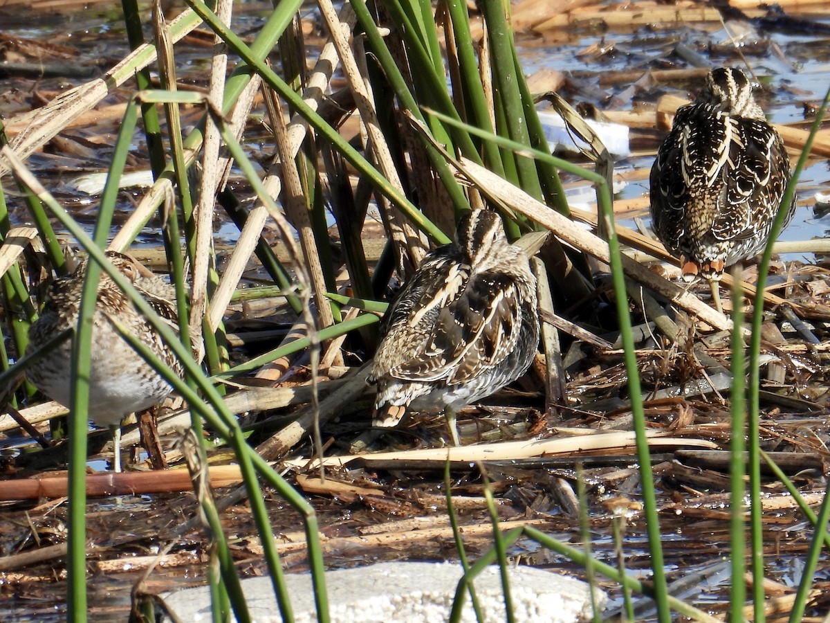 Wilson's Snipe - ML645635095