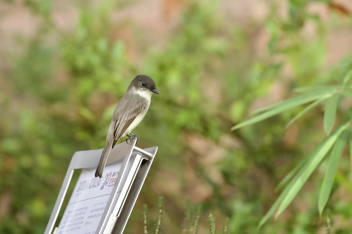 Eastern Phoebe - ML645635109