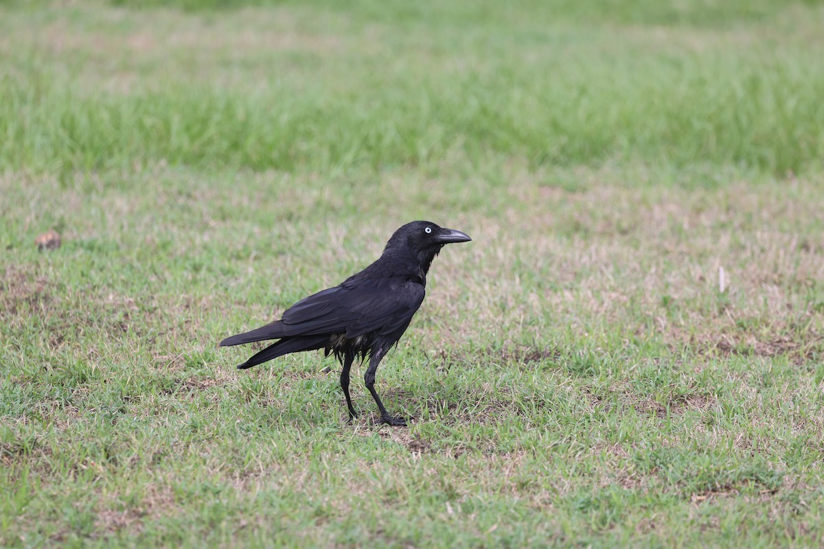 Torresian Crow - ML645635117