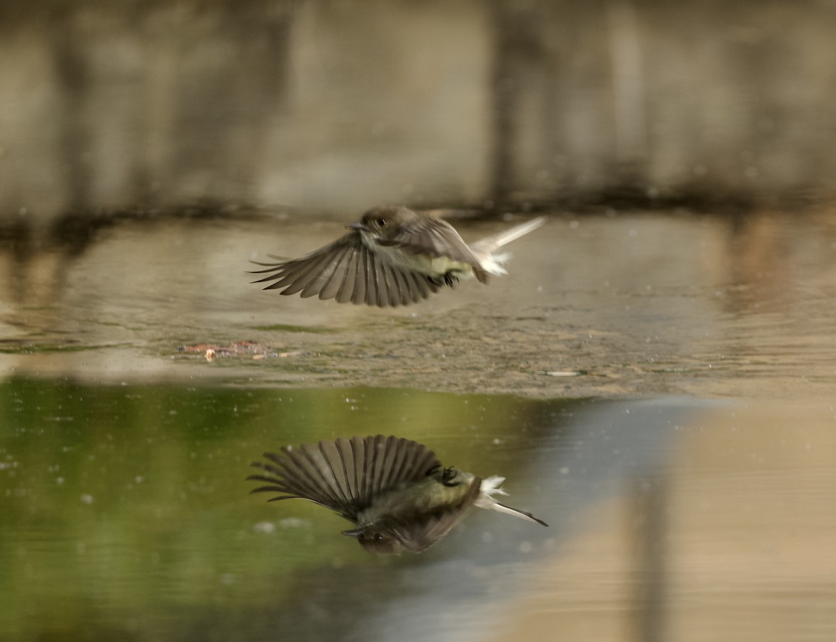 Eastern Phoebe - ML645635118