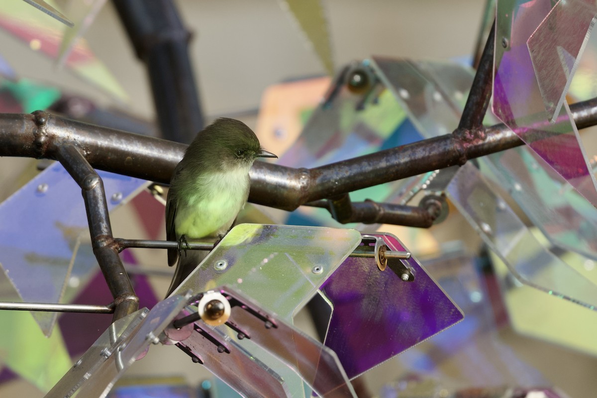 Eastern Phoebe - ML645635141