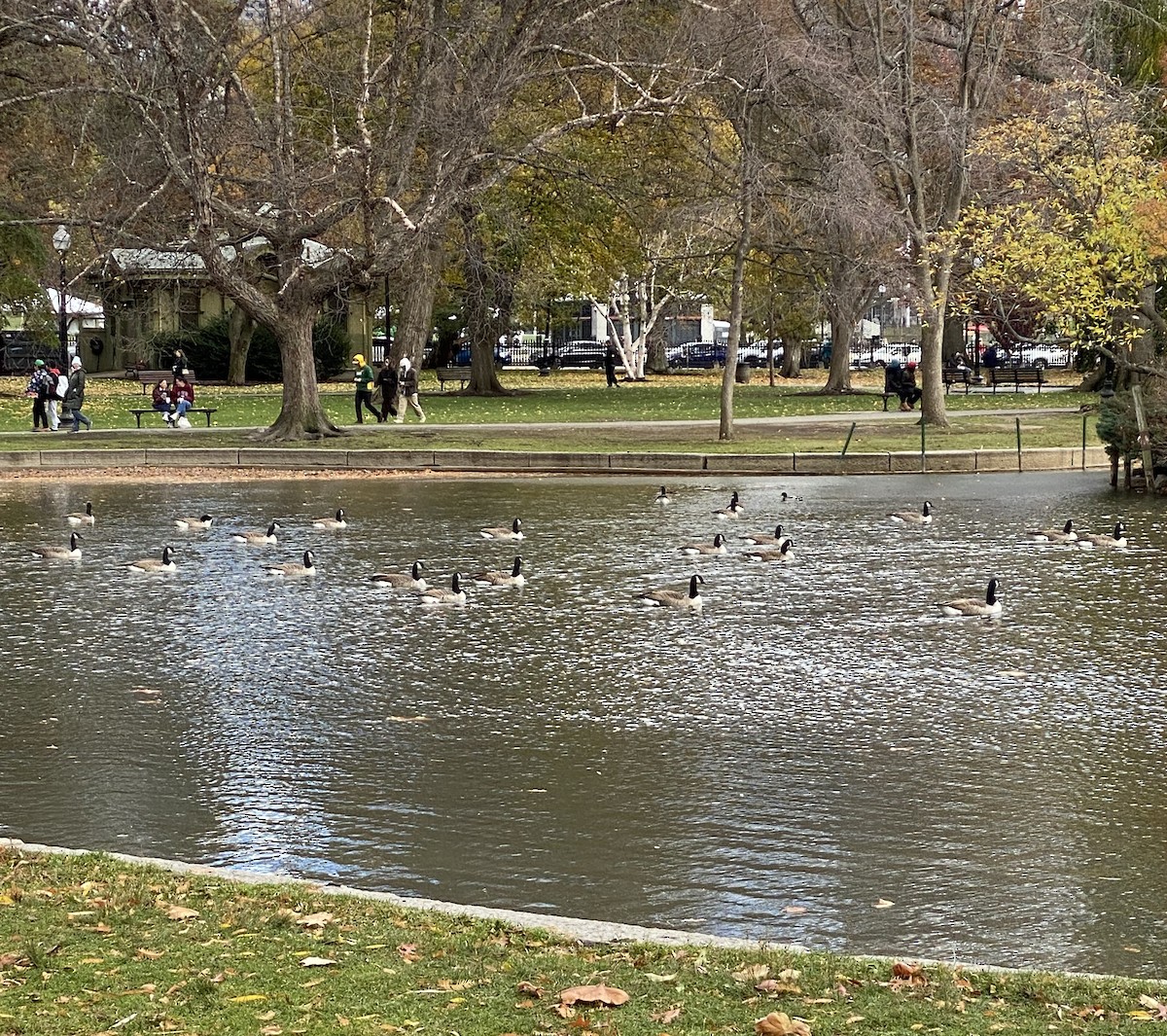 Canada Goose - ML645635144