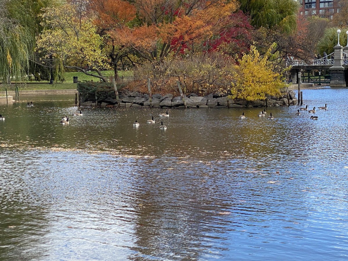 Canada Goose - ML645635145