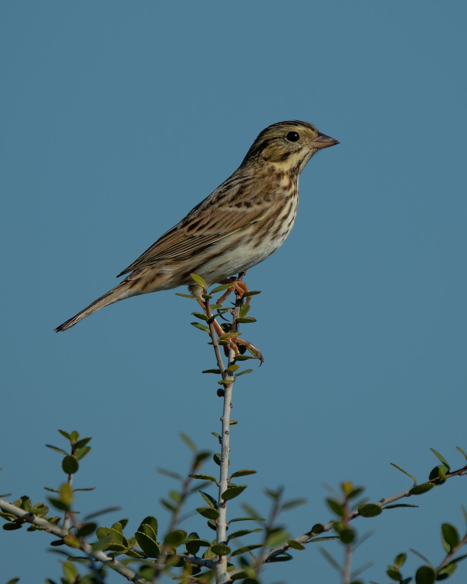 Savannah Sparrow - ML645635148