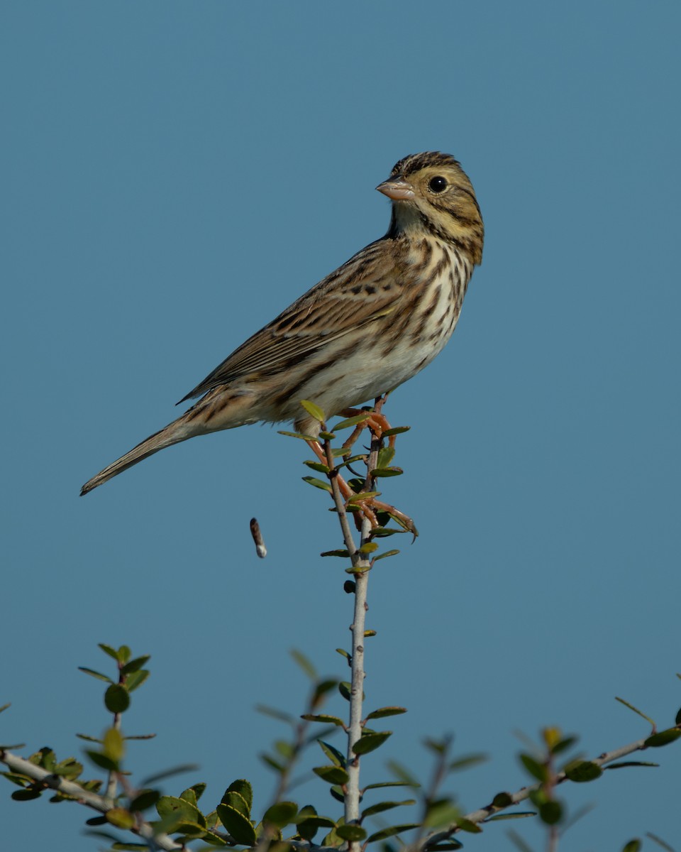 Savannah Sparrow - ML645635150