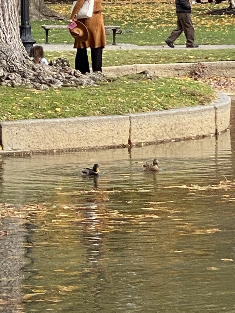 Mallard - ML645635155