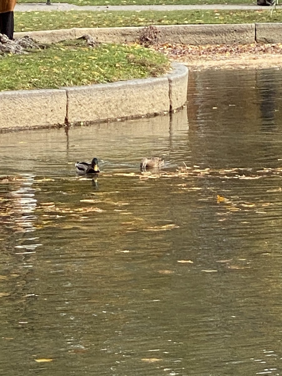 Mallard - ML645635156