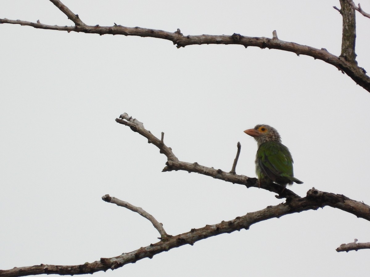 Lineated Barbet - ML645635173