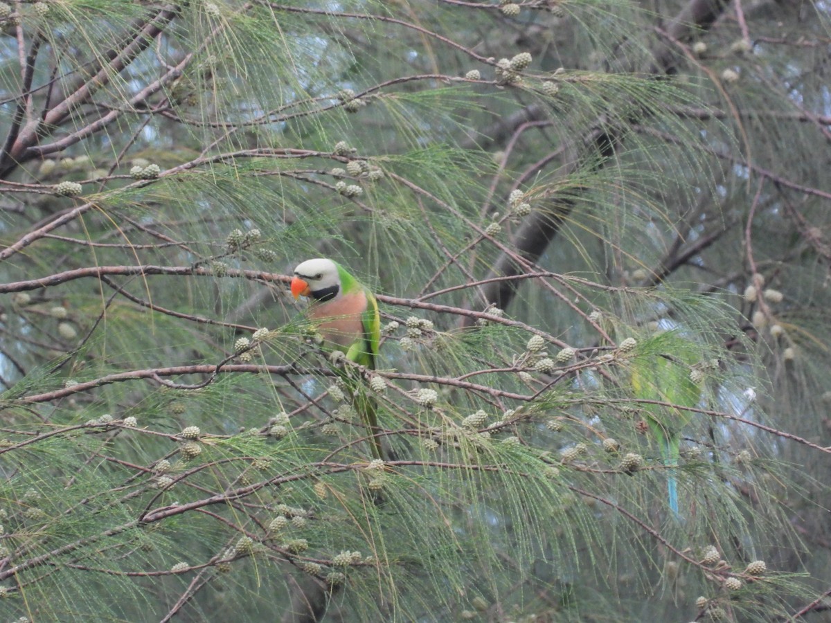 Red-breasted Parakeet - ML645635175