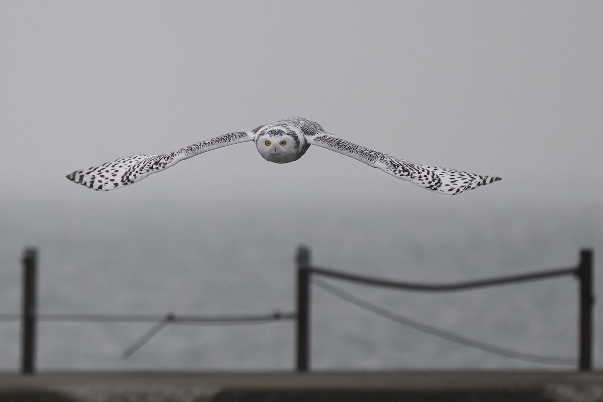 Harfang des neiges - ML645635178