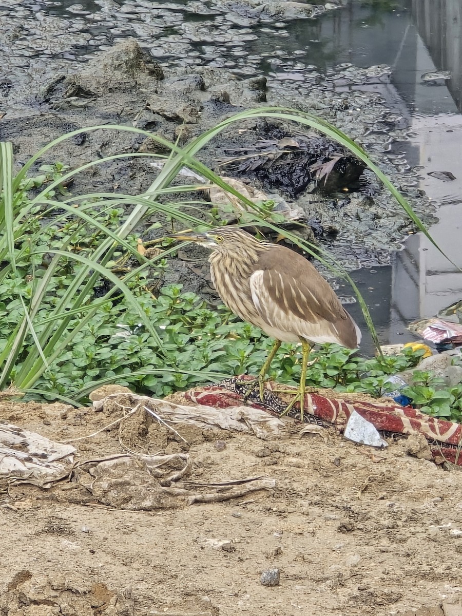 Indian Pond-Heron - ML645635179