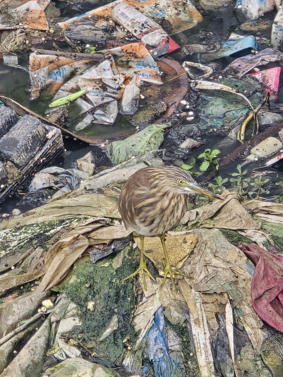 Indian Pond-Heron - ML645635180