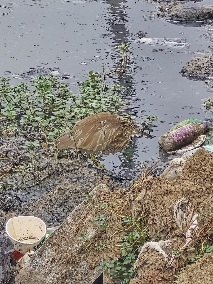 Indian Pond-Heron - ML645635181