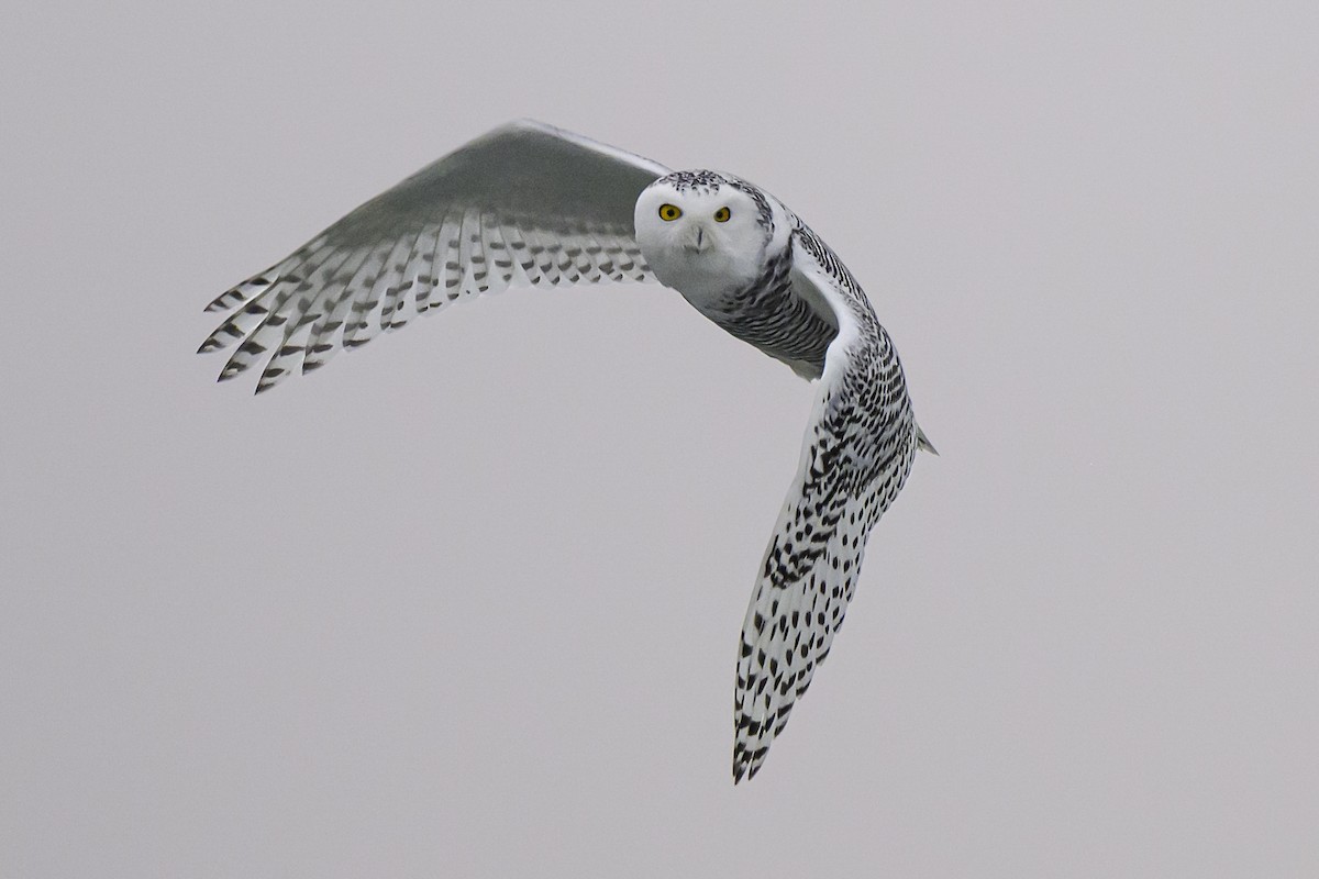 Harfang des neiges - ML645635182