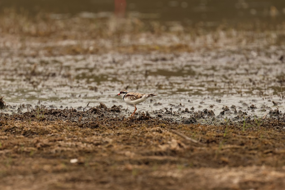 Black-fronted Dotterel - ML645635185
