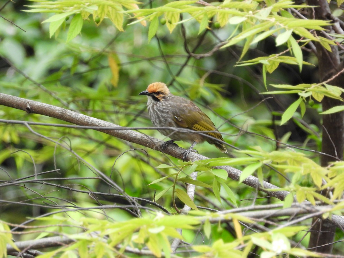 Straw-headed Bulbul - ML645635203