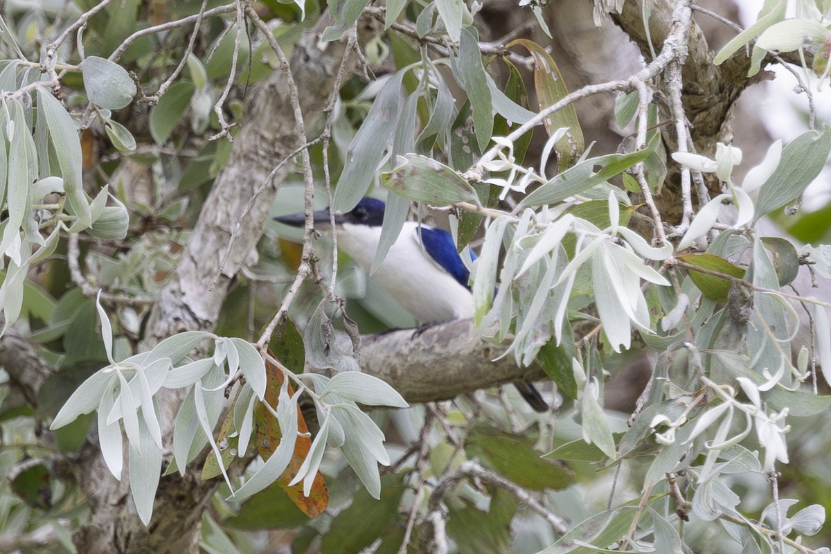Forest Kingfisher - ML645635206