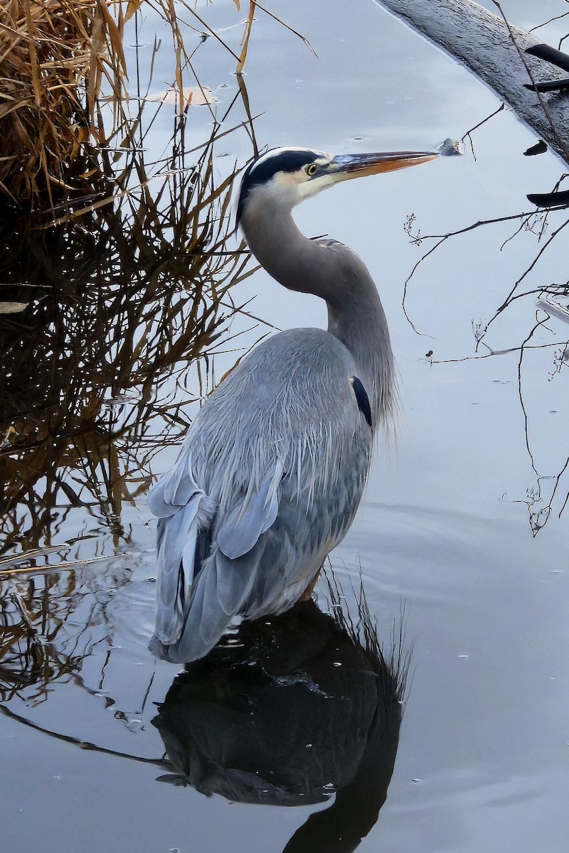 Great Blue Heron - ML645635213
