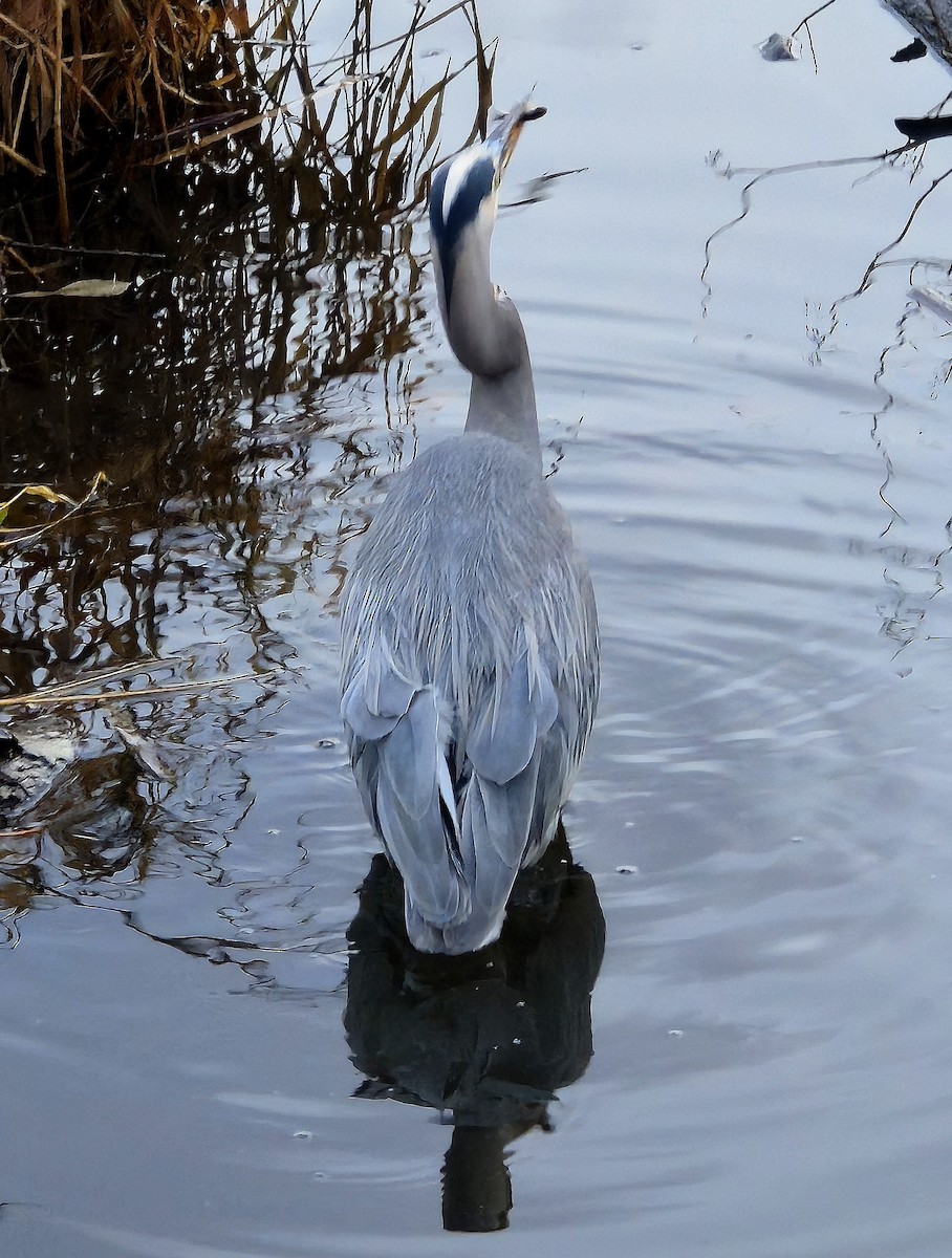 Great Blue Heron - ML645635215
