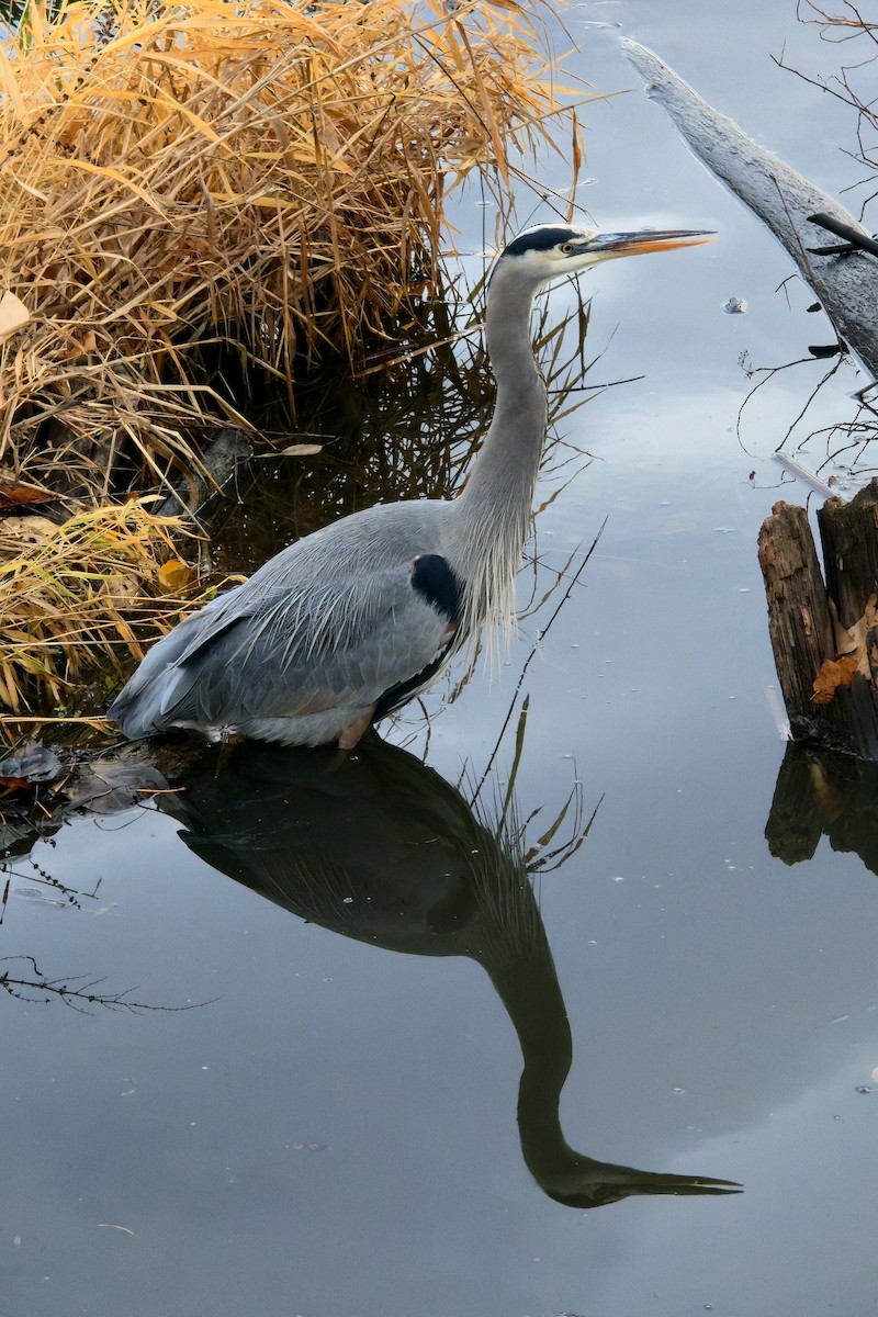 Great Blue Heron - ML645635216