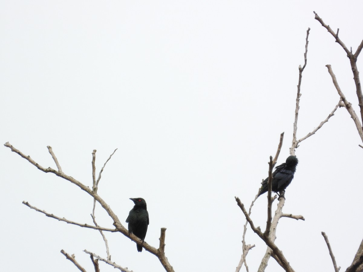 špaček rudooký - ML645635217