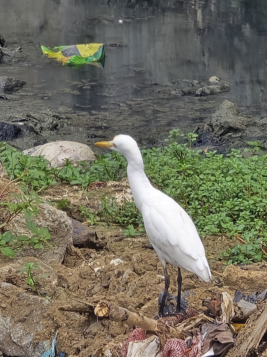 אנפית בקר מזרחית - ML645635242
