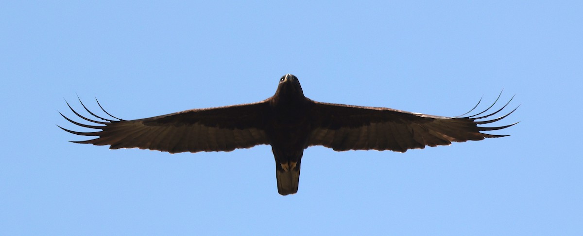 Wahlberg's Eagle - ML645635250