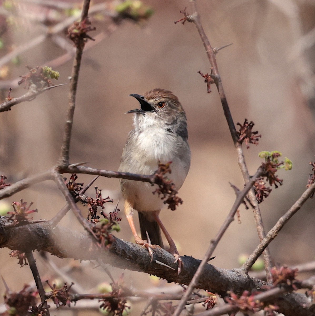 Trilling Cisticola - ML645635254