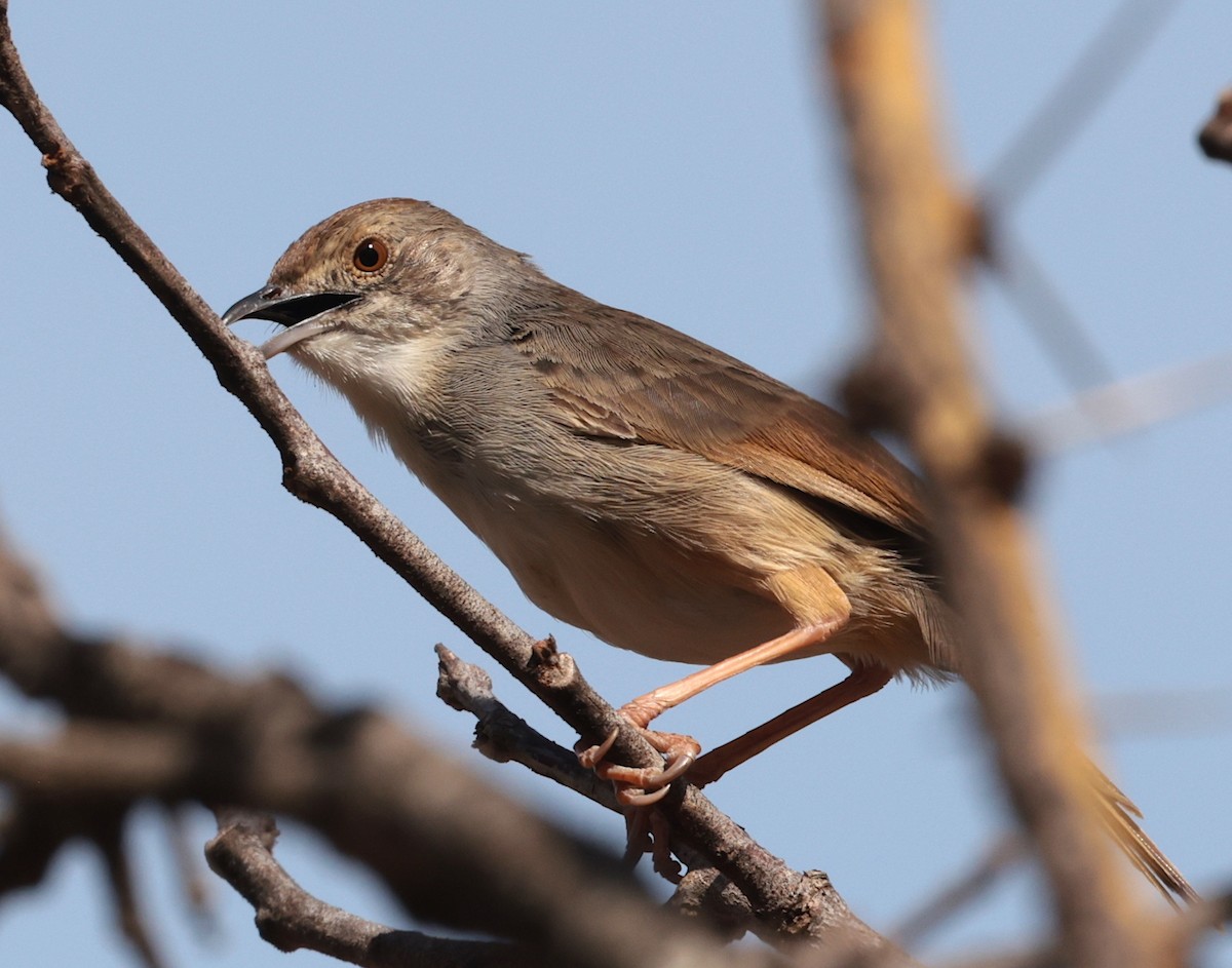 Trilling Cisticola - ML645635255