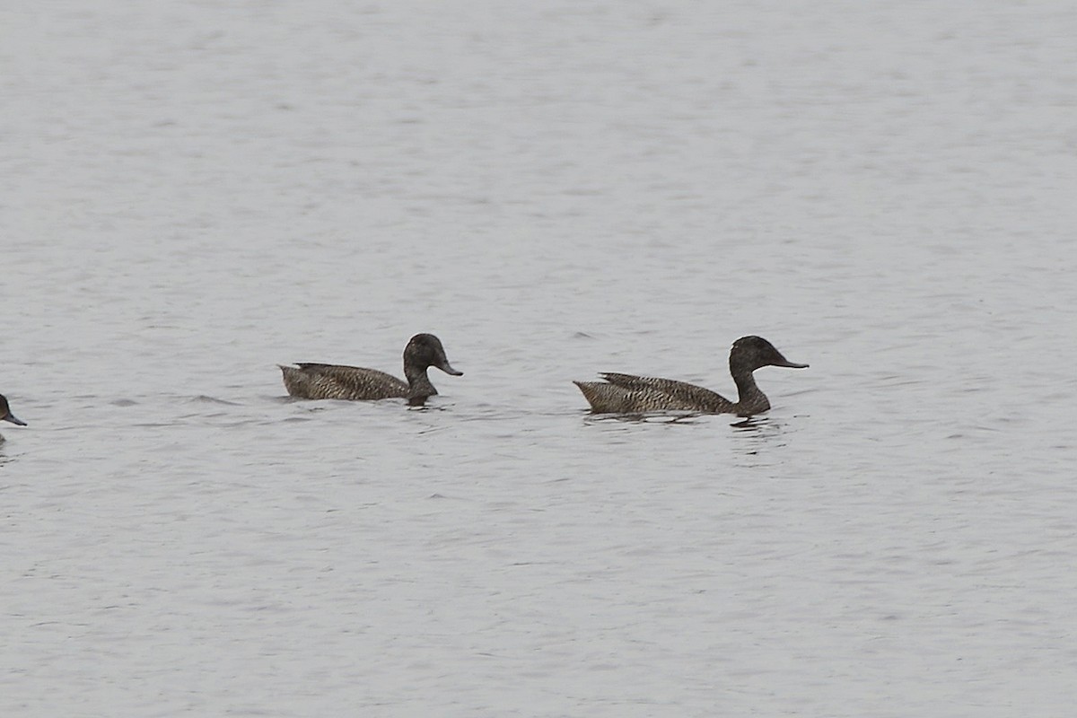 Freckled Duck - ML645635257