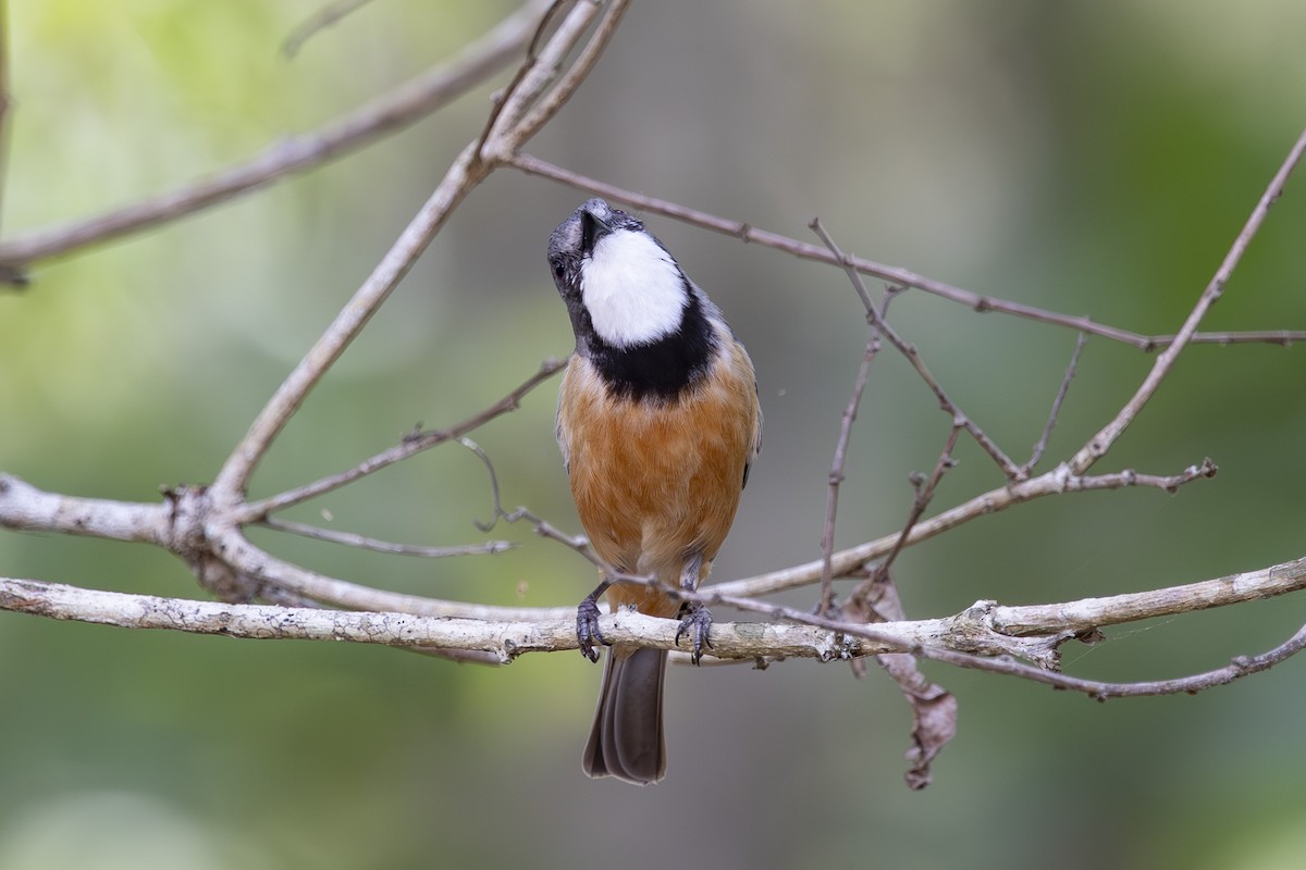 Rufous Whistler - ML645635258
