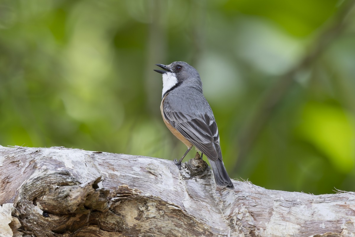 Rufous Whistler - ML645635259