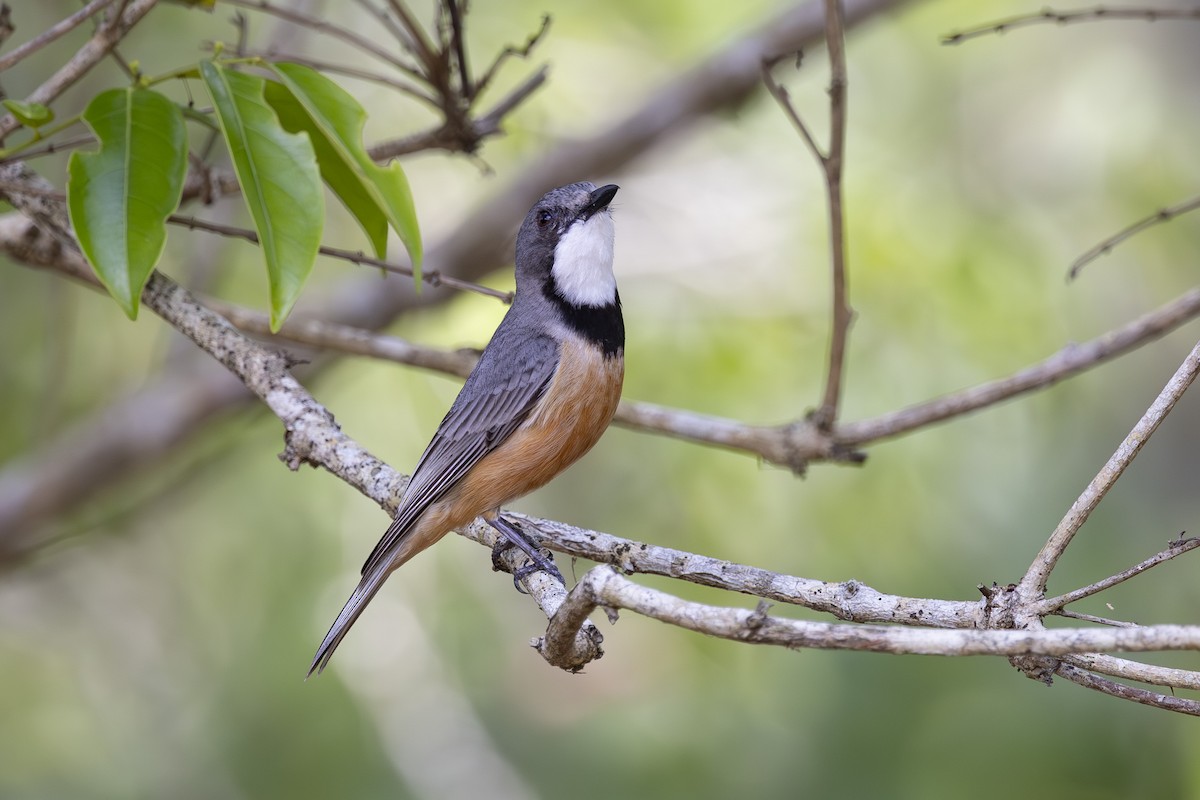 Rufous Whistler - ML645635260