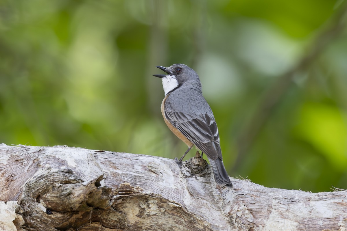 Rufous Whistler - ML645635261