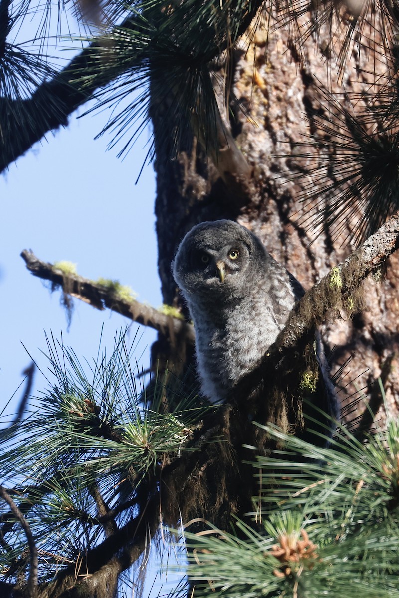 לילית אפורה - ML645635262