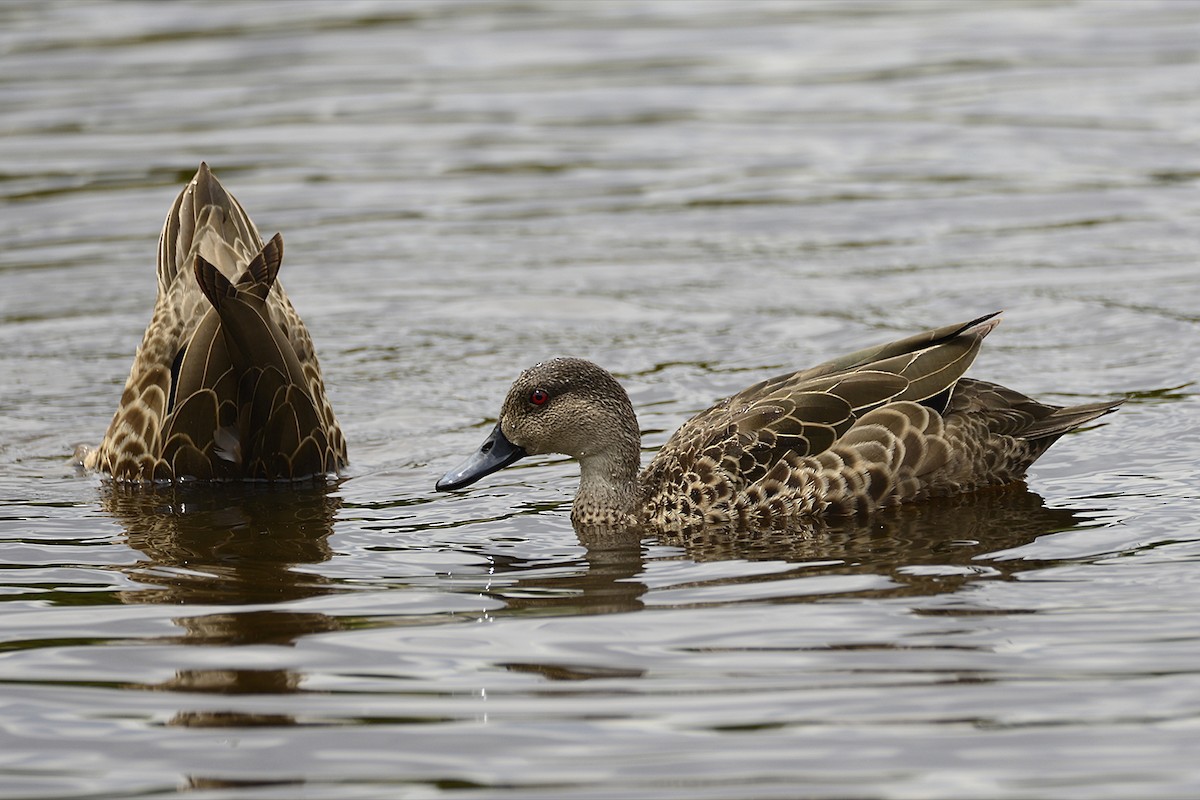 Gray Teal - ML645635264