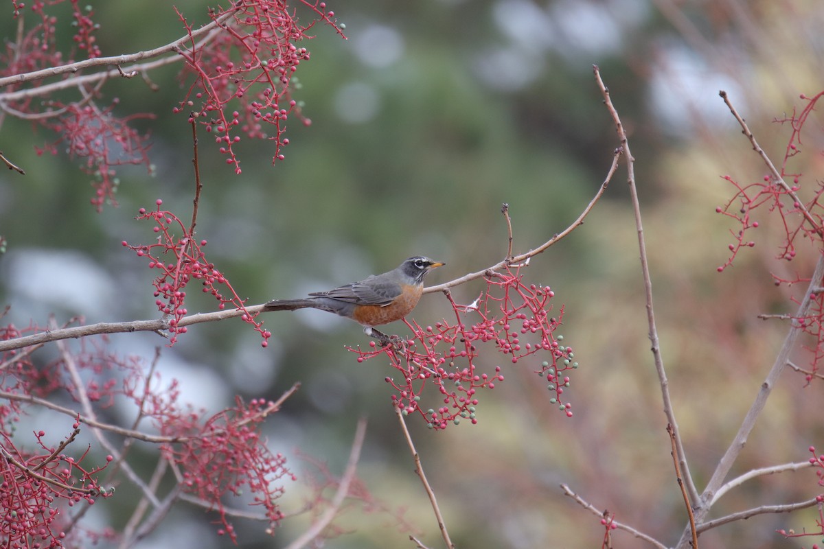 קיכלי נודד - ML645635265