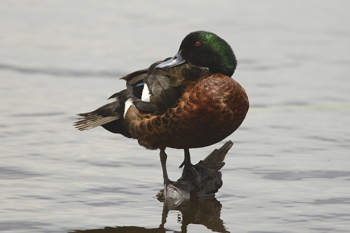 Chestnut Teal - ML645635266