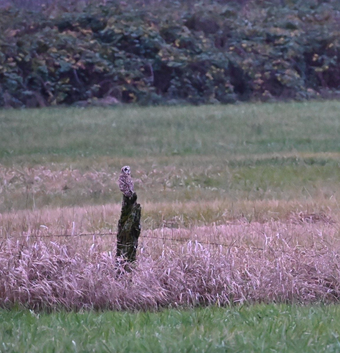 ינשוף שדות - ML645635267