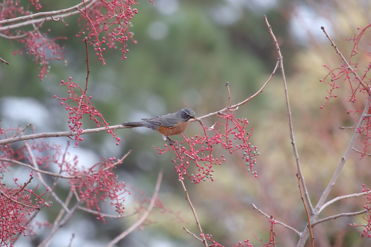 קיכלי נודד - ML645635268