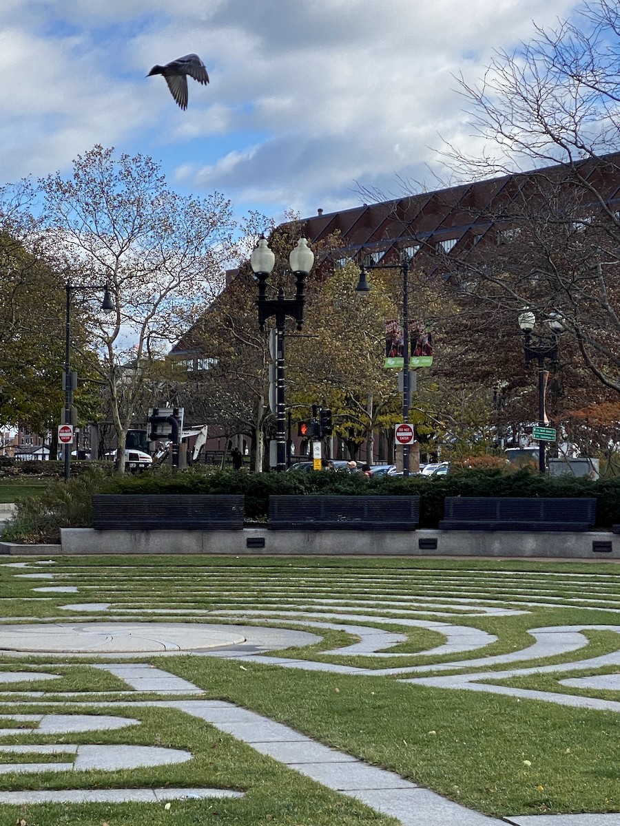 יונת בית - ML645635269