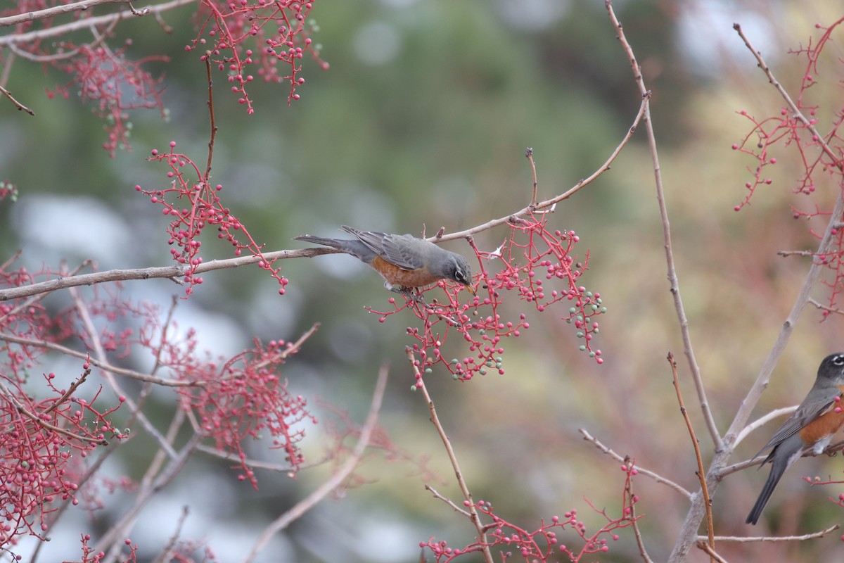 קיכלי נודד - ML645635270