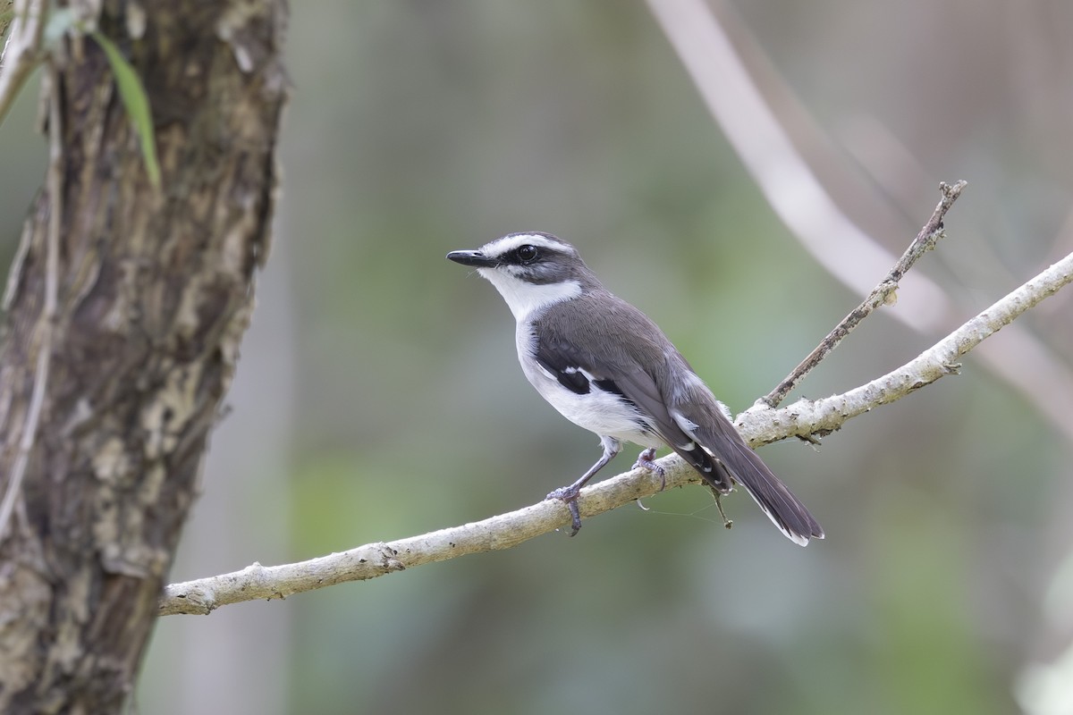 White-browed Robin - ML645635271