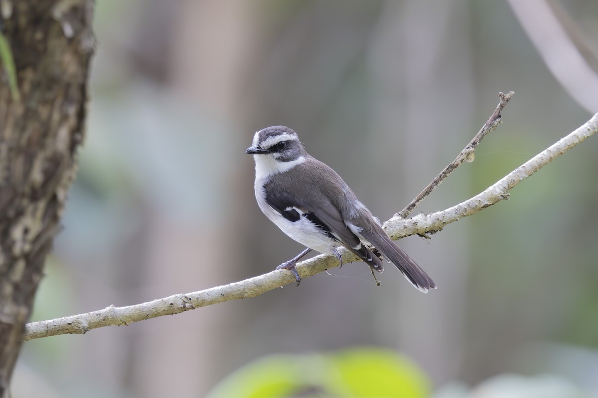 White-browed Robin - ML645635272