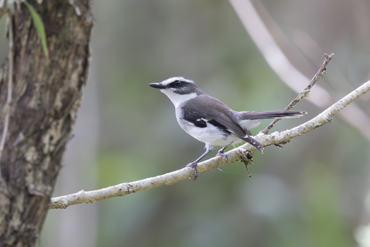 White-browed Robin - ML645635273