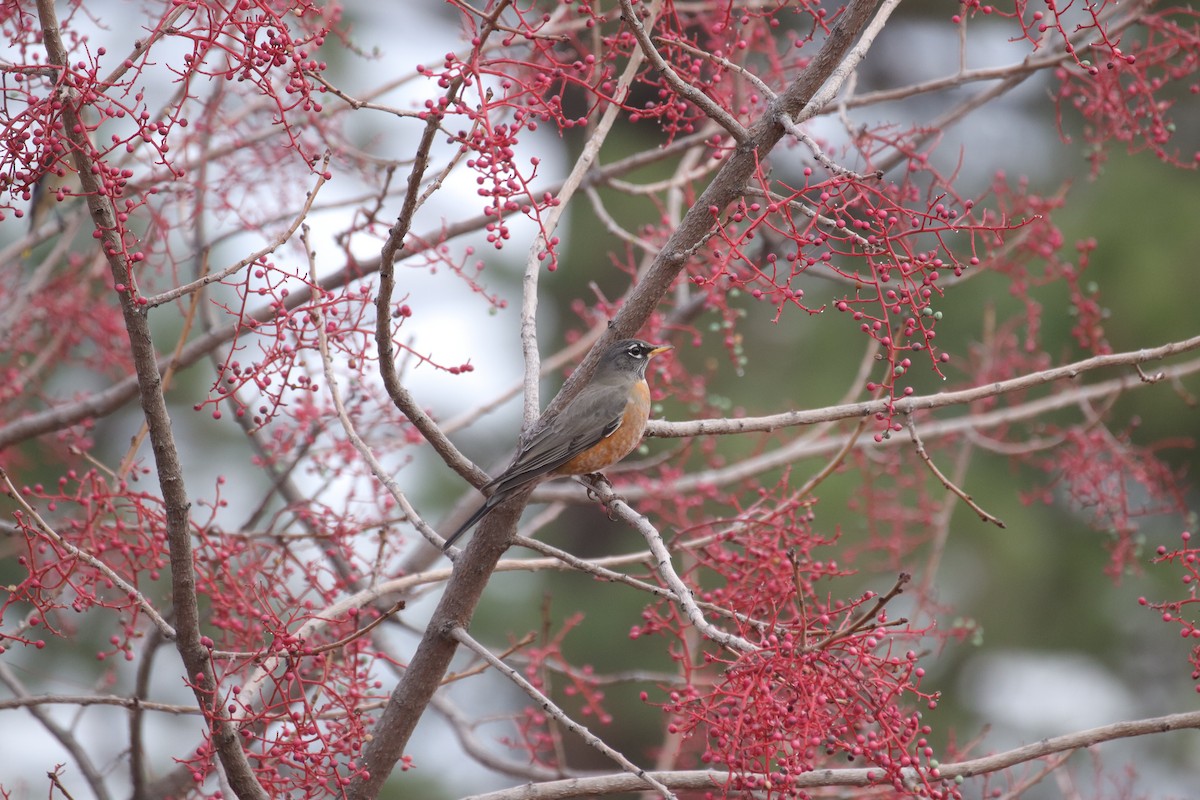 קיכלי נודד - ML645635274